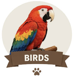birds